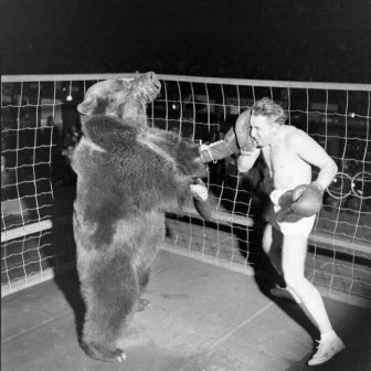 Bear Boxing with a Man 