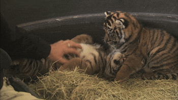 Daily GIFs Mix, part 720