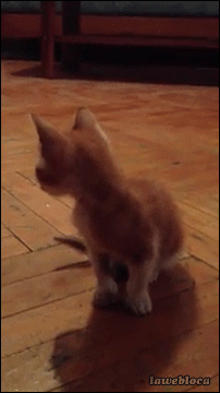 Daily GIFs Mix, part 720