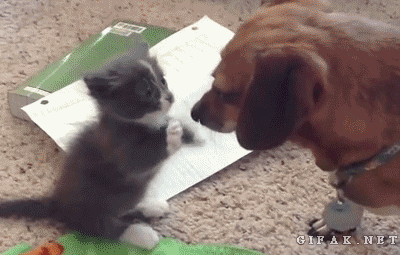 Daily GIFs Mix, part 721