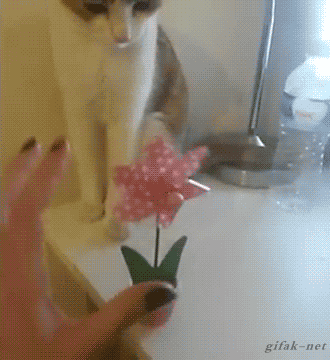 Daily GIFs Mix, part 721