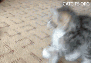 Daily GIFs Mix, part 722