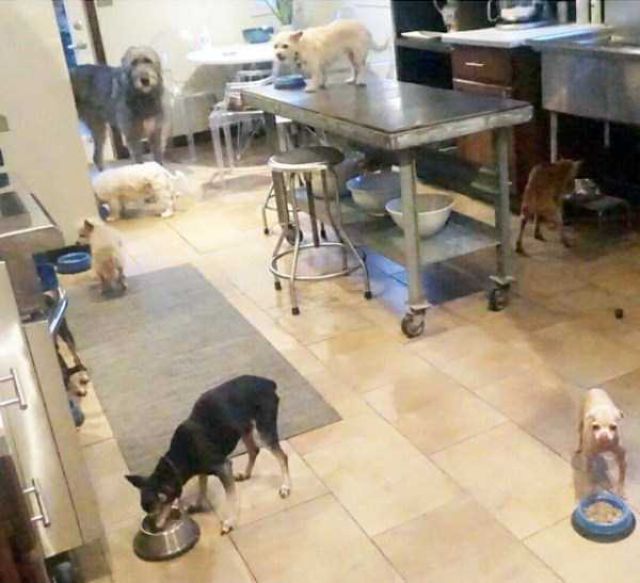 Meet The Man That Turned His House Into An Animal Shelter