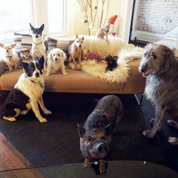 Meet The Man That Turned His House Into An Animal Shelter
