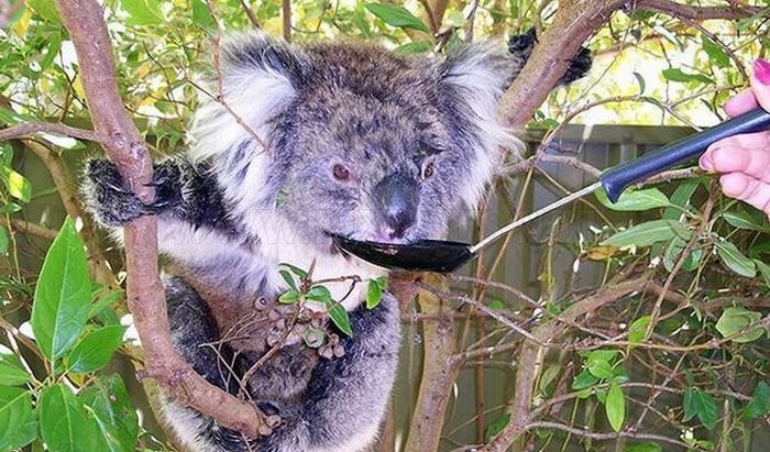 Koalas Cooling Down 