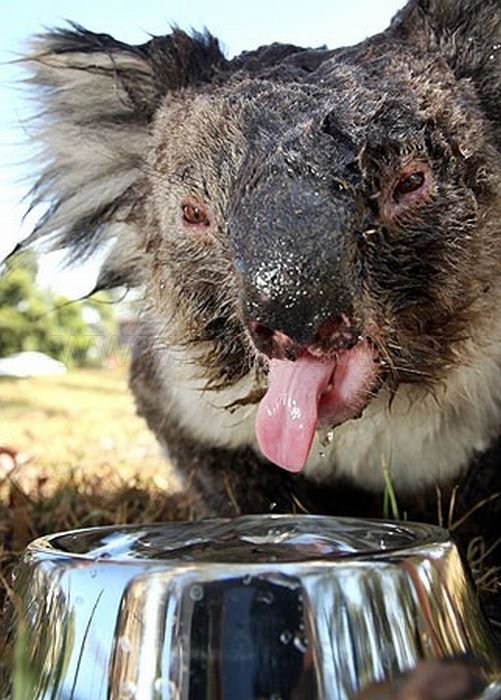 Koalas Cooling Down 