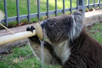 Koalas Cooling Down 