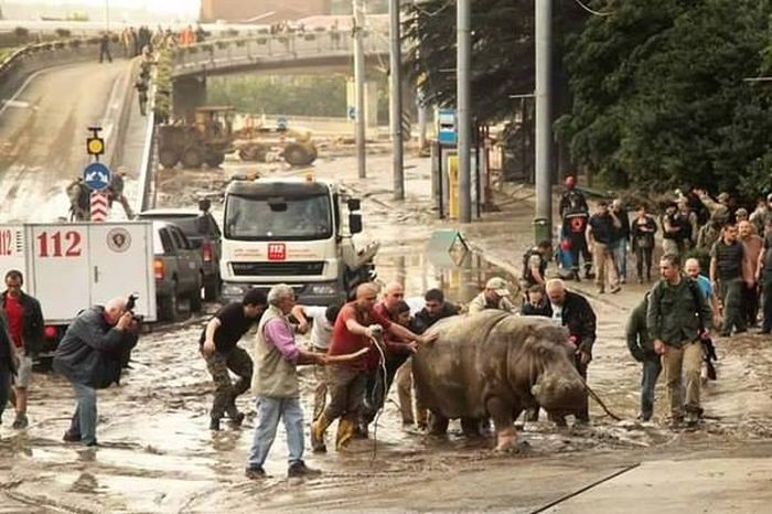 Animals Escape Tbilisi Zoo After The Flood