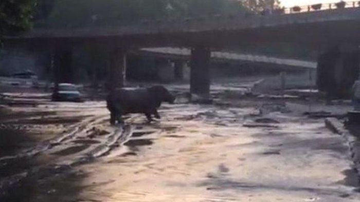 Animals Escape Tbilisi Zoo After The Flood