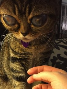 Is This Cat Actually An Alien?