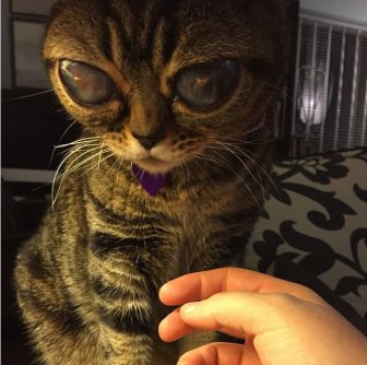 Is This Cat Actually An Alien?