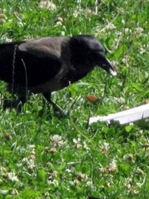 If More People Were Like This Crow The World Would Be A Cleaner Place