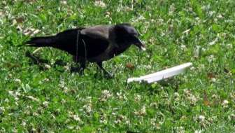 If More People Were Like This Crow The World Would Be A Cleaner Place