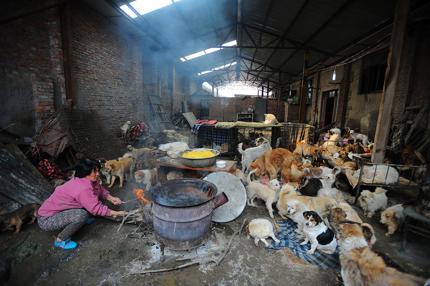 Chinese woman pays $1100 to save 100 dogs from chinese Dog-eating festival