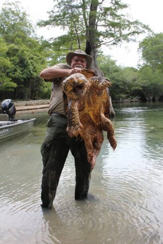 You Have To See This Gigantic 125 Pound Alligator Snapping Turtle