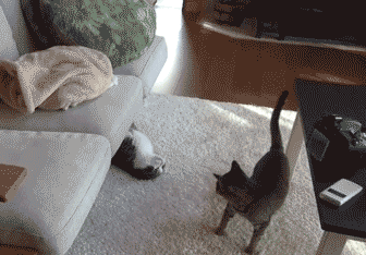 Daily GIFs Mix, part 735