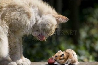 Sweet Couple - Cat and Mouse