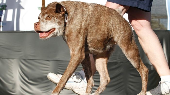 Meet The Dog That Won The World's Ugliest Dog Contest