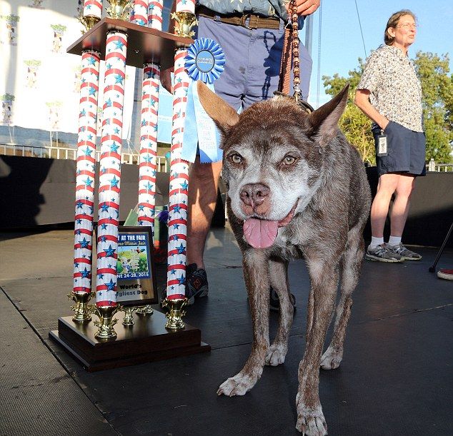Meet The Dog That Won The World's Ugliest Dog Contest