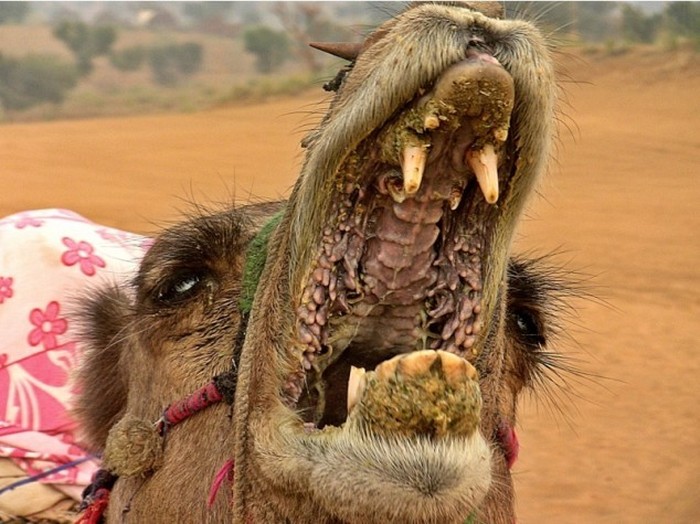 The Inside Of A Camel's Mouth Will Fuel Your Nightmares