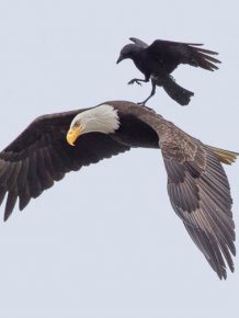 This Crow Hi-Jacked An Eagle And Went For A Ride