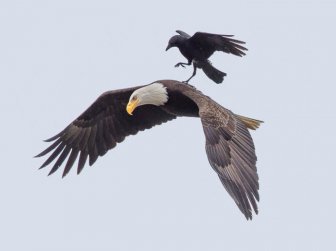 This Crow Hi-Jacked An Eagle And Went For A Ride