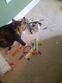 Hoarder Cats That Need A Serious Intervention