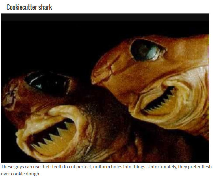 10 Animals With Mouths That Will Haunt Your Dreams