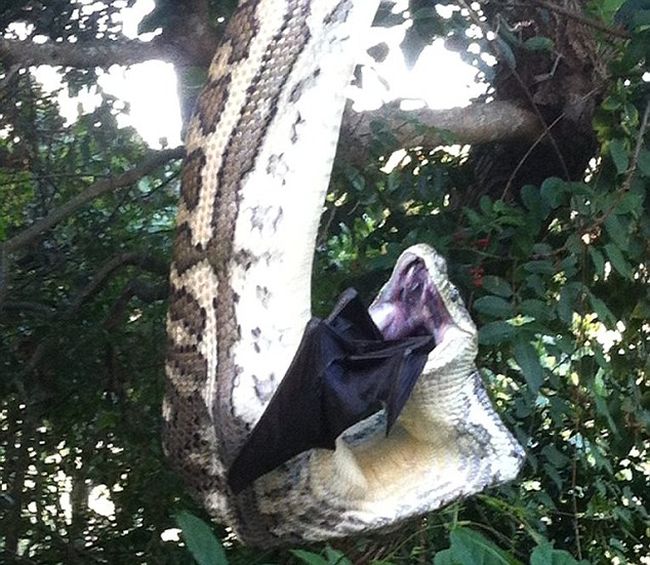 Huge Python Swallows Bat in Australia
