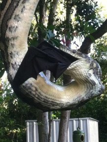 Huge Python Swallows Bat in Australia