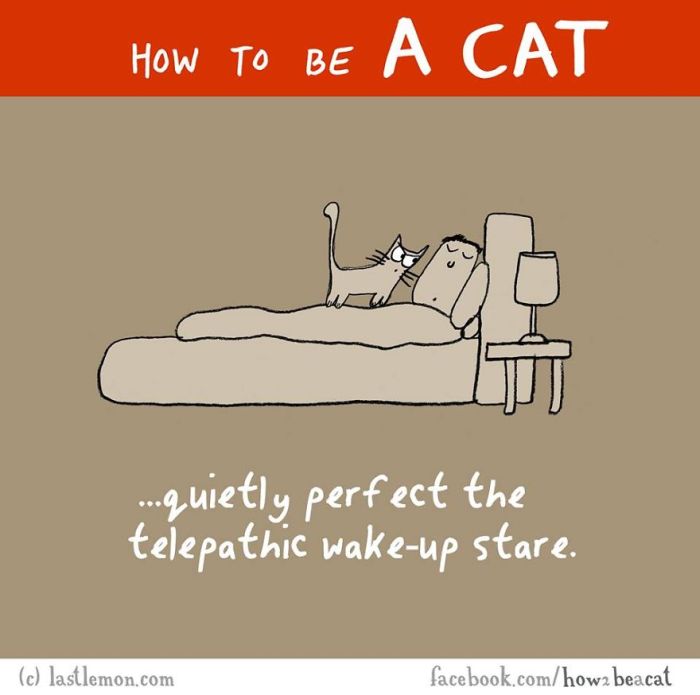 Everything You Need To Know About How To Be A Cat