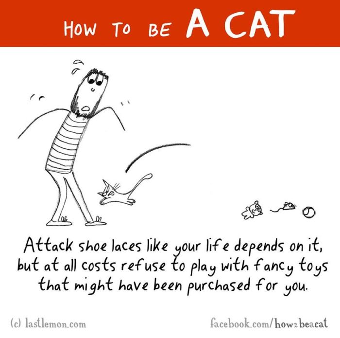 Everything You Need To Know About How To Be A Cat