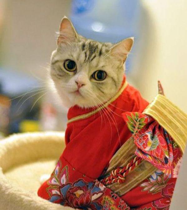 Cats in kimonos