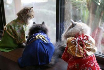 Cats in kimonos