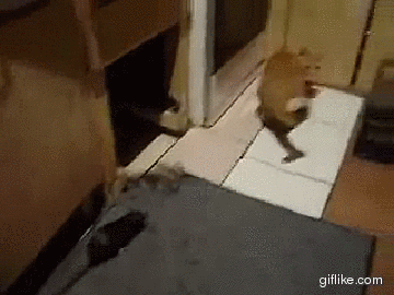 Daily GIFs Mix, part 746