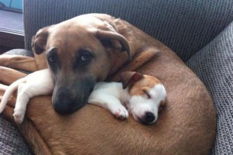 Old pets meeting young pets for first time