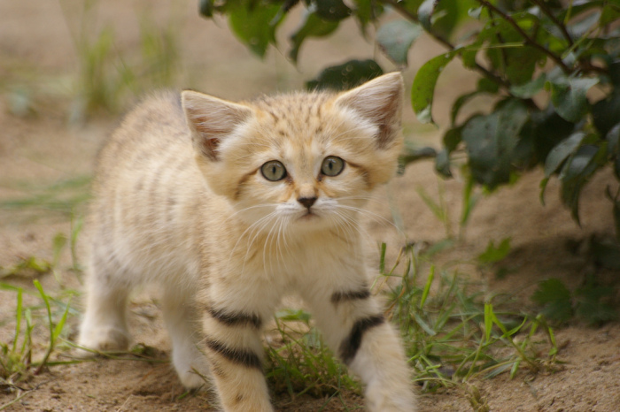 If You Want A Cat That Stays A Kitten Forever You Need A Sand Cat