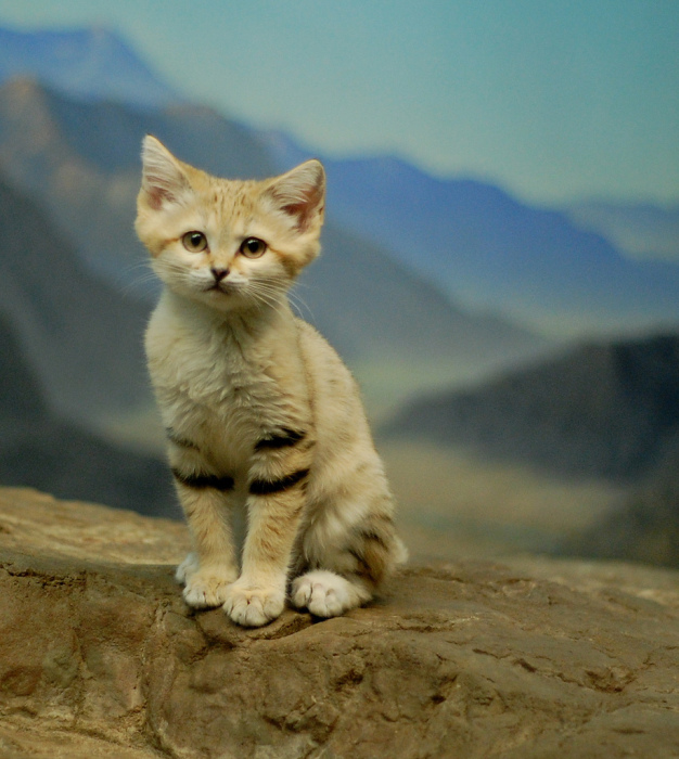 If You Want A Cat That Stays A Kitten Forever You Need A Sand Cat