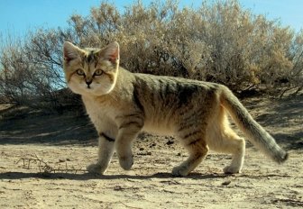 If You Want A Cat That Stays A Kitten Forever You Need A Sand Cat