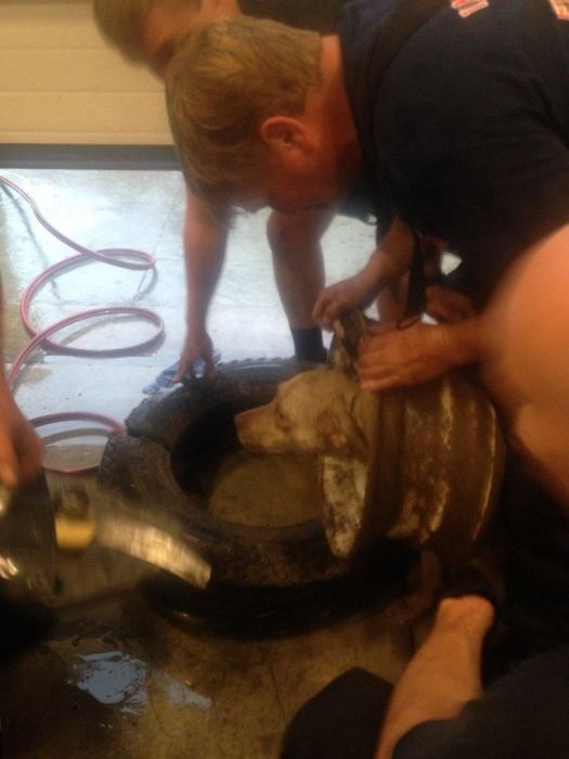 Firefighters Rescue Dog That Got Its Head Stuck In A Wheel
