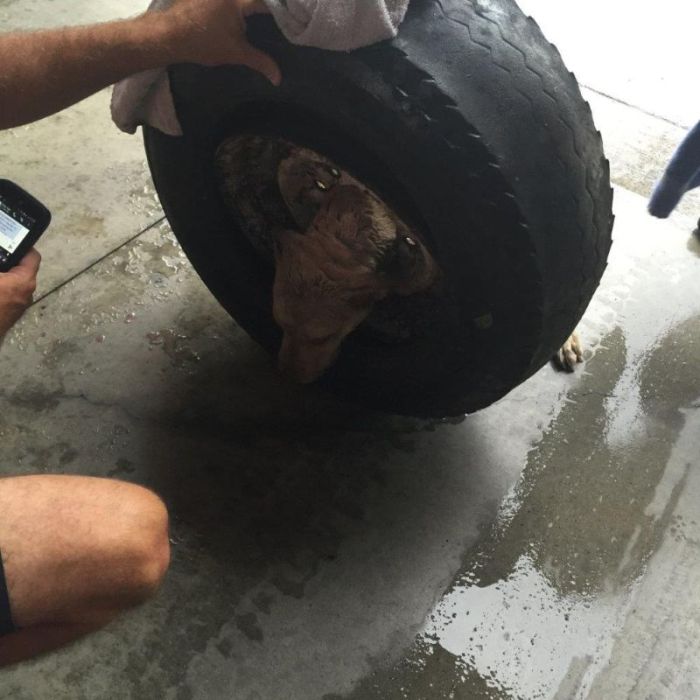 Firefighters Rescue Dog That Got Its Head Stuck In A Wheel