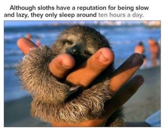 Fun And Interesting Facts About Sloths