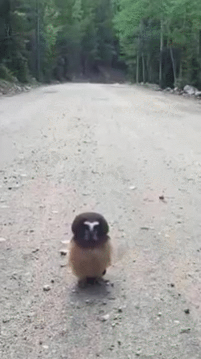 Rebellious Owl Gets Confronted By Police After Jaywalking