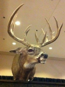 Taxidermied Animals That Will Make You Say WTF?