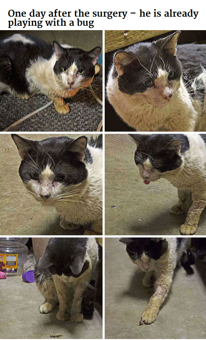 Generous Person Spends $1,000 To Change A Stray Cats Life