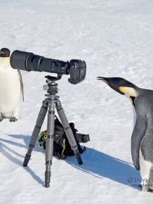 Animals That Wish They Could Be Photographers