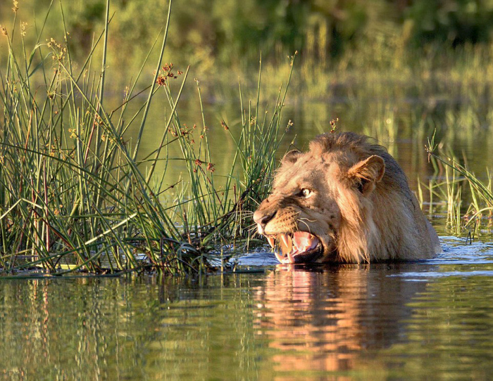 Lion Swims For His Life After Encountering A Crocodile In A River