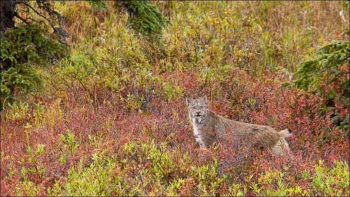 Wild Lynx Hunting 