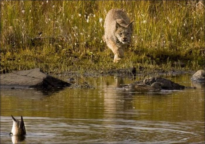 Wild Lynx Hunting 