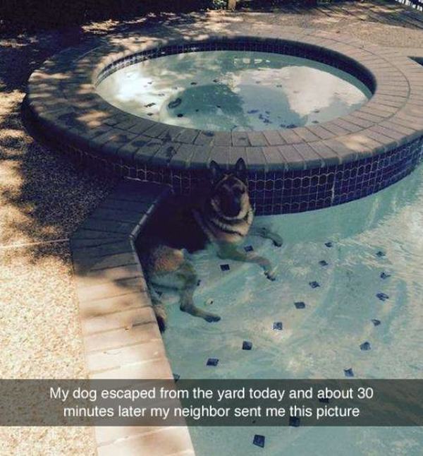 Dogs Truly Are The Most Loyal Pets In The World